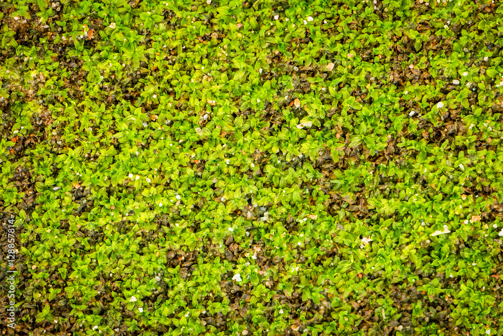 Background of green moss texture Background of green moss texture