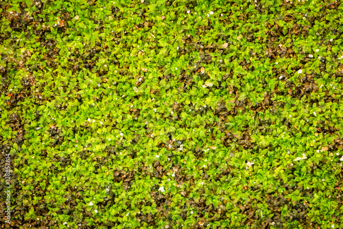 Background of green moss texture