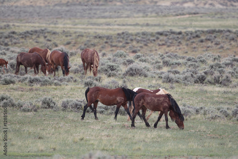 Wild Mustangs of McCullough Peaks Wyoming Wild Mustangs of McCullough Peaks Wyoming