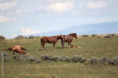 Wild Mustangs of McCullough Peaks Wyoming © Dennis Donohue