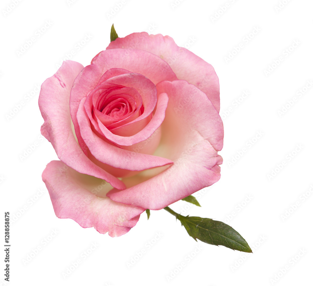 Naklejka premium delikatna różowa róża na białym tle