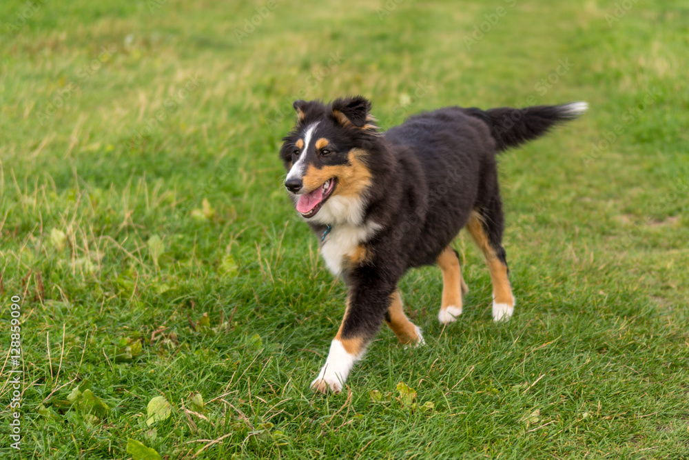 Shetland Sheepdog Shetland Sheepdog