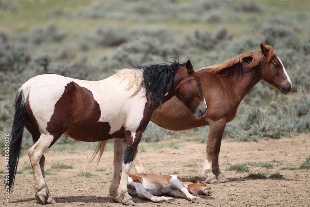 Wild Mustangs of McCullough Peaks Wyoming Wild Mustangs of McCullough Peaks Wyoming