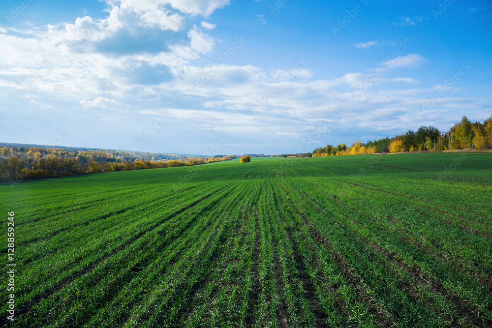 Agricultural field in Europe