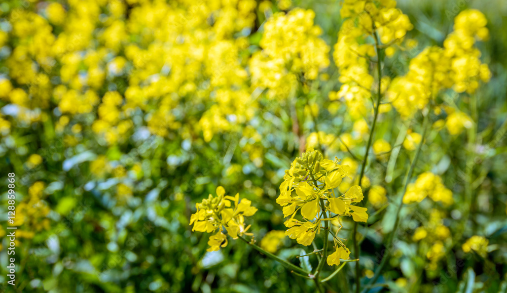 Yellow flowering rapeseed from close