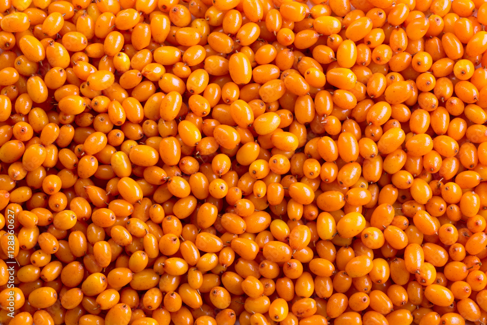 Sea buckthorn. Background of ripe berries. Sea buckthorn. Background of ripe berries.