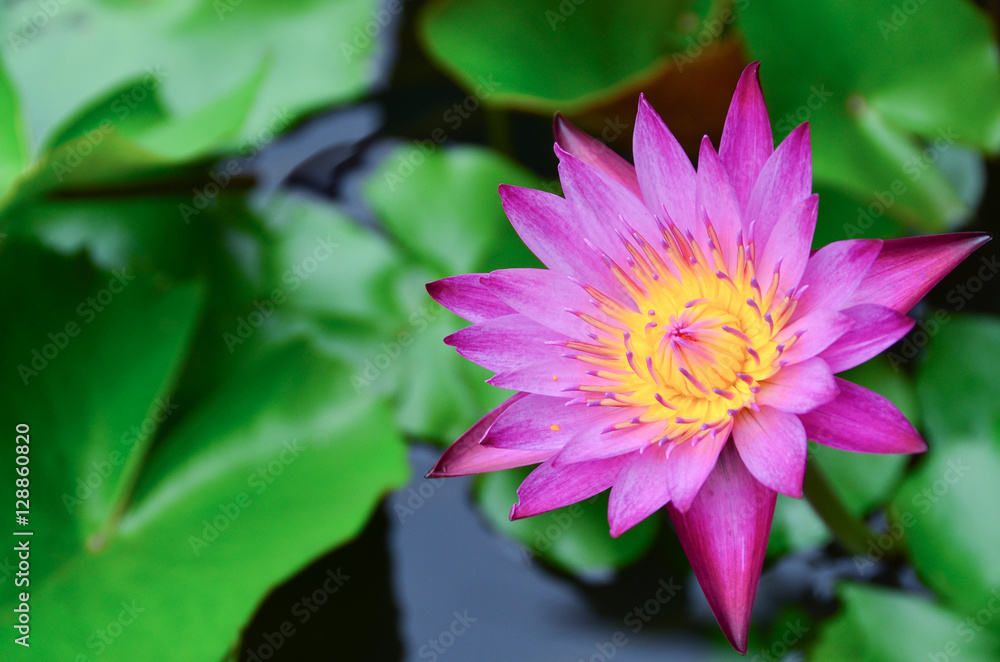 Beautiful Pink Lotus, Pink Water Lily
Beautiful Pink Lotus, Pink Water Lily
