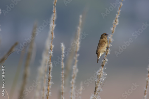 Scaly-breasted Munia or spotted munia (Lonchura punctulata)