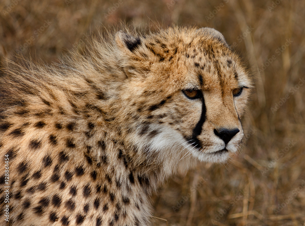 Profile of Cheetah concentrating on prey Profile of Cheetah concentrating on prey