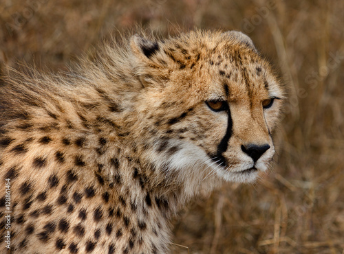 Profile of Cheetah concentrating on prey