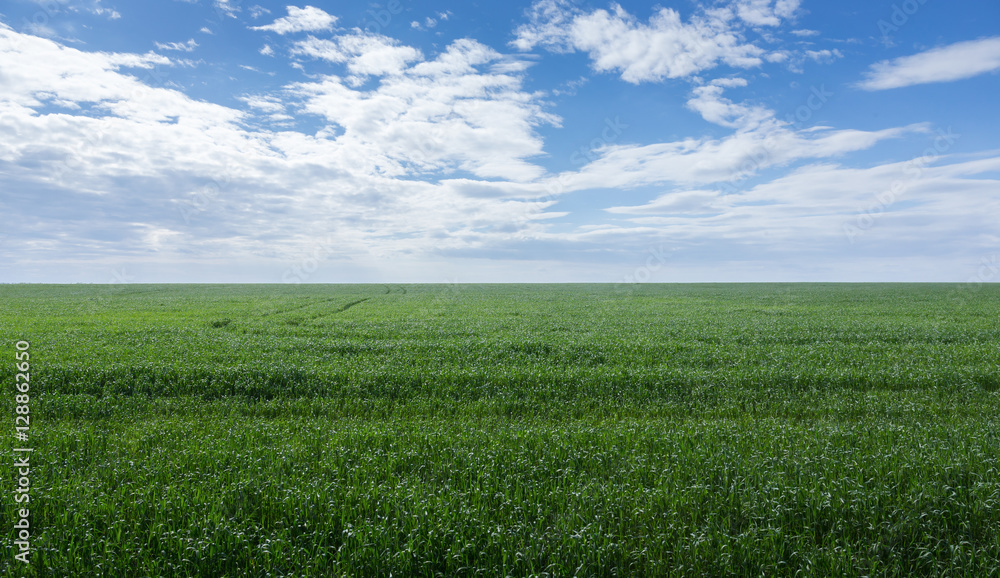 field of green grass and sky