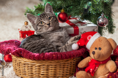 Christmas gifts and kitten under the tree