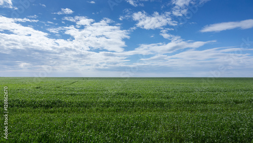 field of green grass and sky