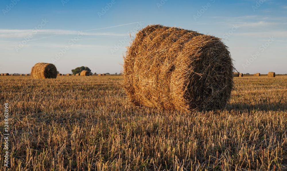 Agricultural field with straw bales