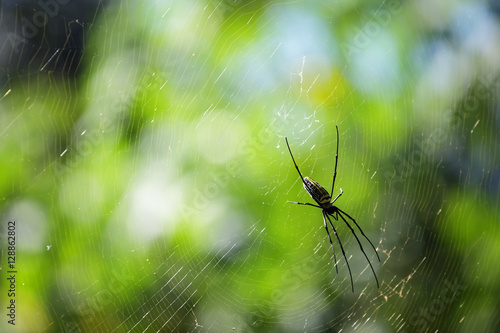 spider building spider web with bokeh background.