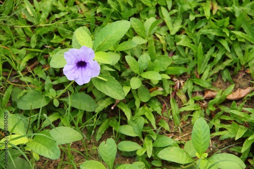 Popping pod flower Purple bloom in the morning, 