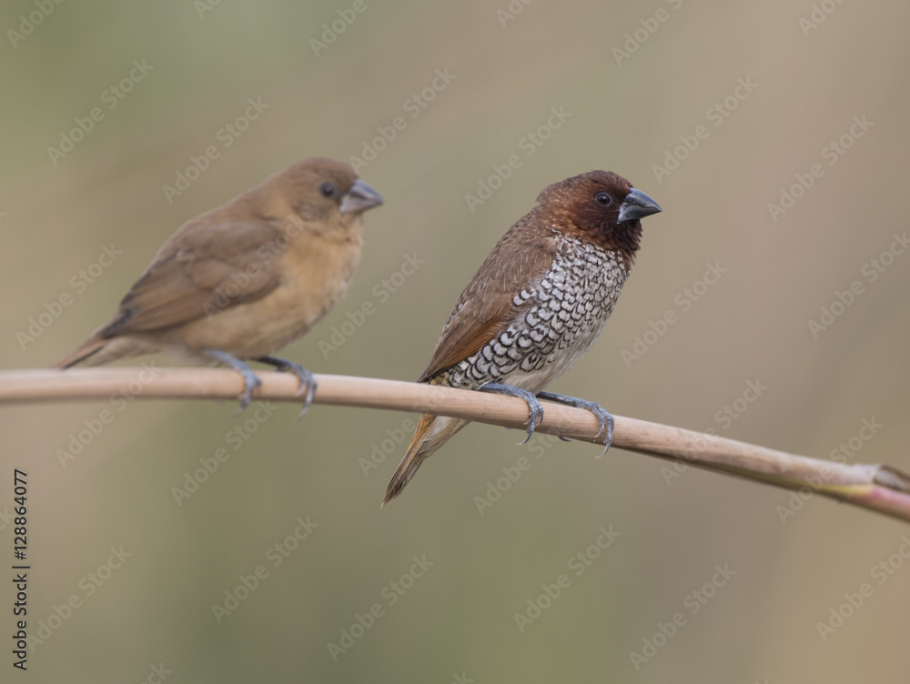 Pair of Spotted Munia on Branch Pair of Spotted Munia on Branch