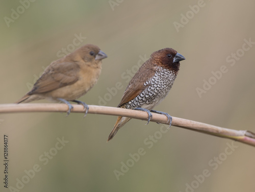 Pair of Spotted Munia on Branch