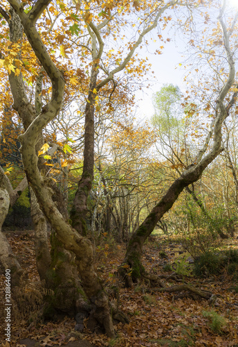 Autumn forest © ozgur