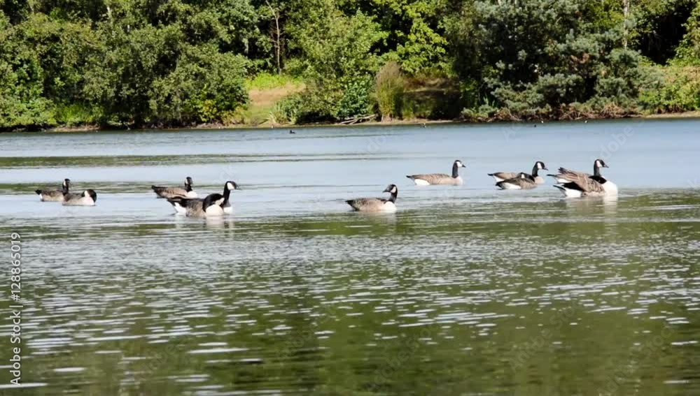 Canada branta canadensis geese relaxing and swiming on a lake with green foliage in the back Canada branta canadensis geese relaxing and swiming on a lake with green foliage in the back