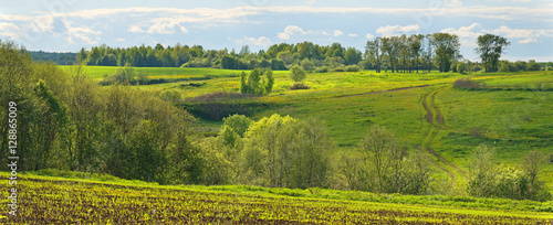 May landscape with green fields, dirt road and forest.