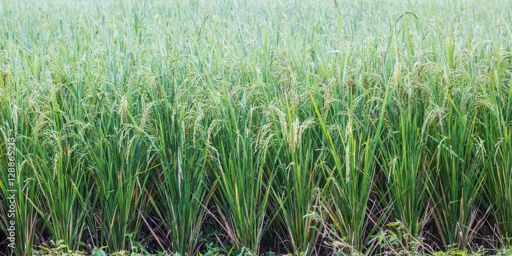 Fototapeta premium rice field in this morning to be fresh