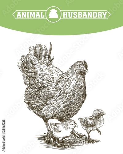 chicken breeding. animal husbandry. livestock