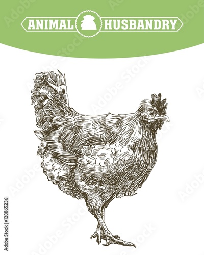 chicken breeding. animal husbandry. livestock