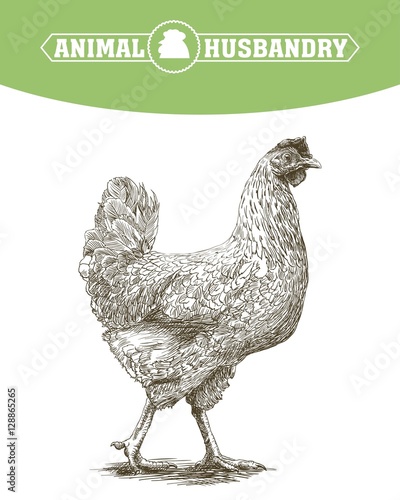 chicken breeding. animal husbandry. livestock