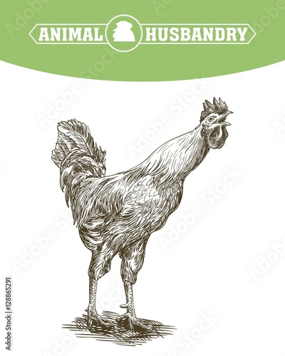 chicken breeding. animal husbandry. livestock