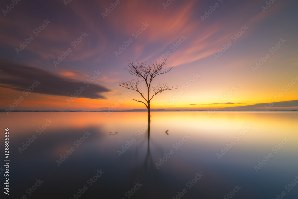 Alone tree Alone tree