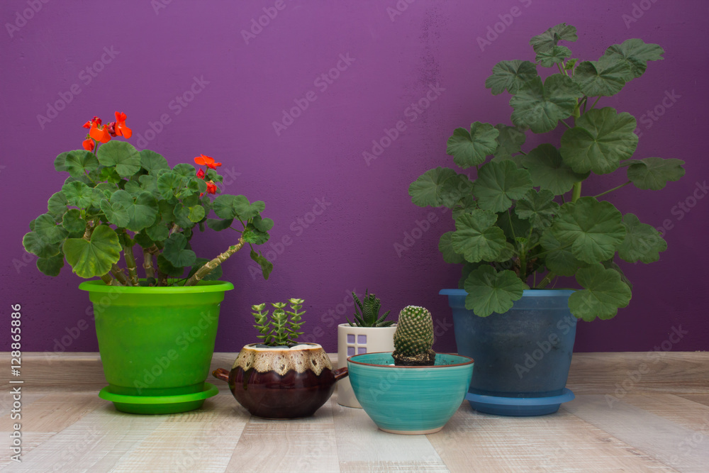 house plants on a violet background wall
