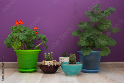 house plants on a violet background wall