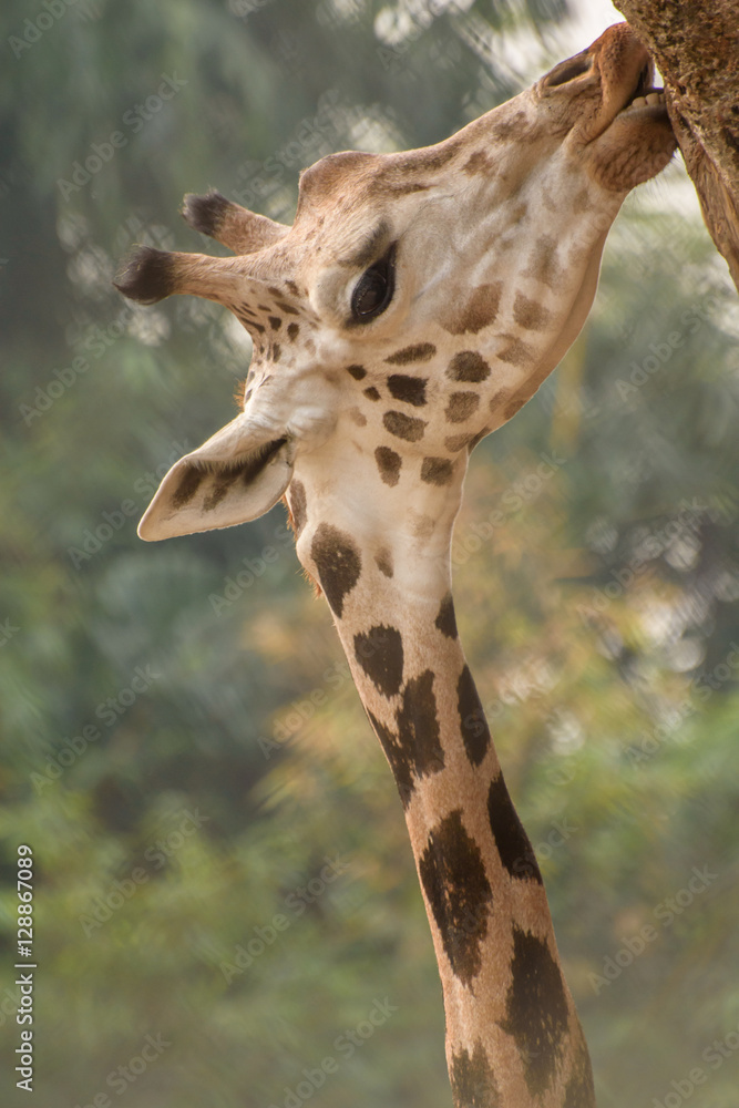 giraffe