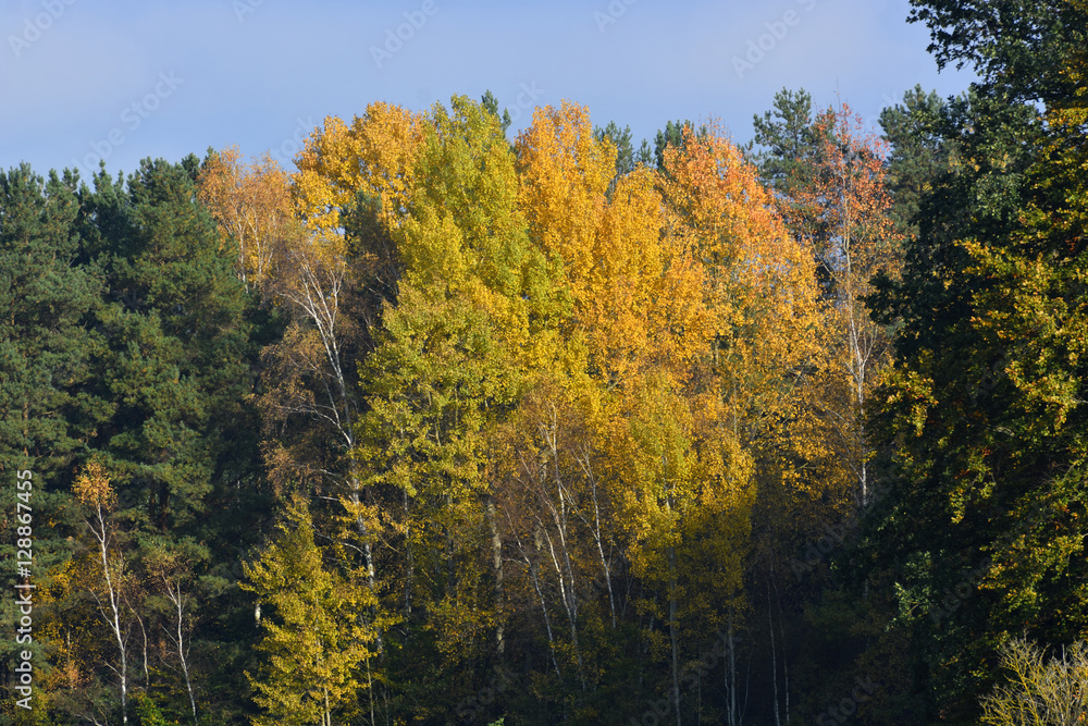 Autumn trees