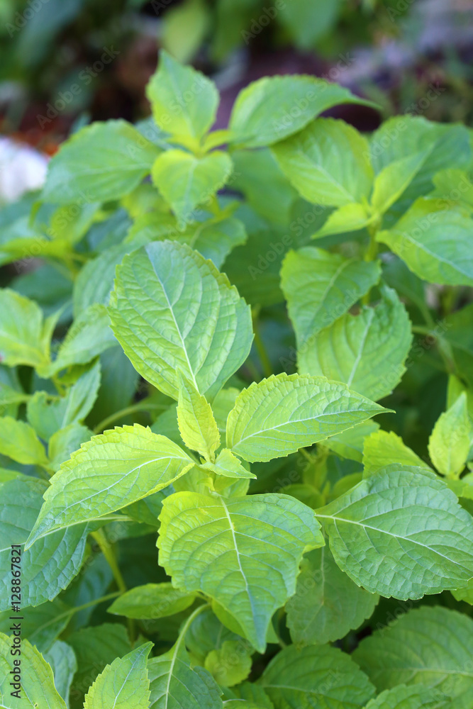 Tree Basil plant (Shrubby basil, Ocimum gratissimum) Tree Basil plant (Shrubby basil, Ocimum gratissimum)
