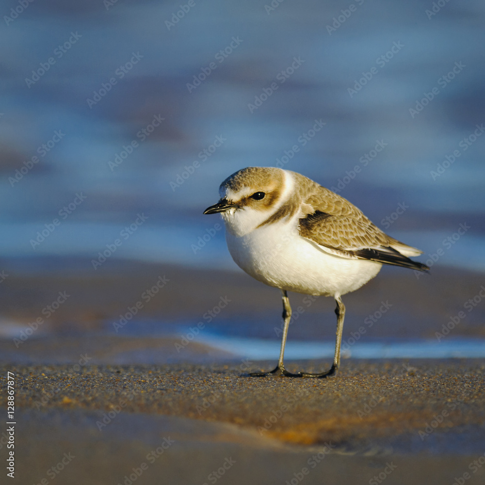 Adult kentish plover in winter dress on beach Adult kentish plover in winter dress on beach