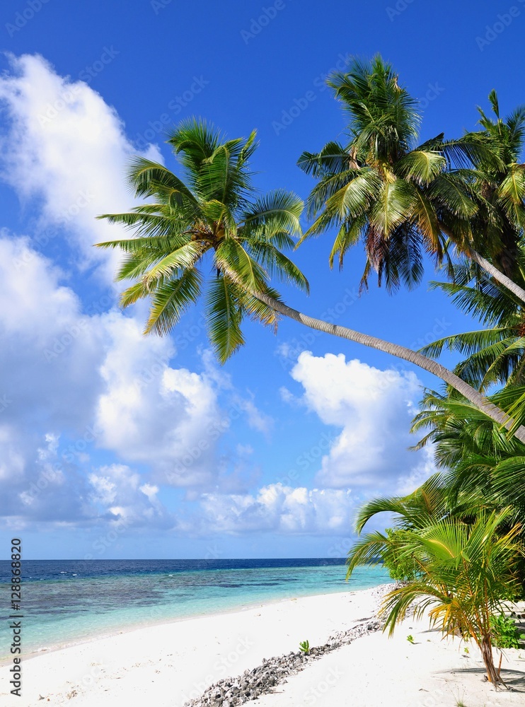 Naklejka premium Tropikalna plaża z palmami, wyspa Thinadhoo, atol Vaavu, Malediwy