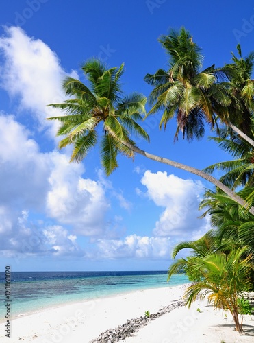 Tropical beach with palm trees, Thinadhoo island, Vaavu atoll, Maldives