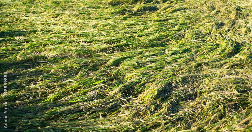 Rice Plant. Rice fields in the fall because of a storm. The damage from the weather.
Rice Plant. Rice fields in the fall because of a storm. The damage from the weather.