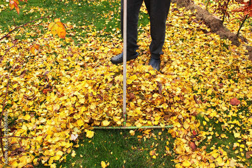 Herbst, Mann recht abgefallene gelbe Laubblätter zu einem Haufen zusammen photo