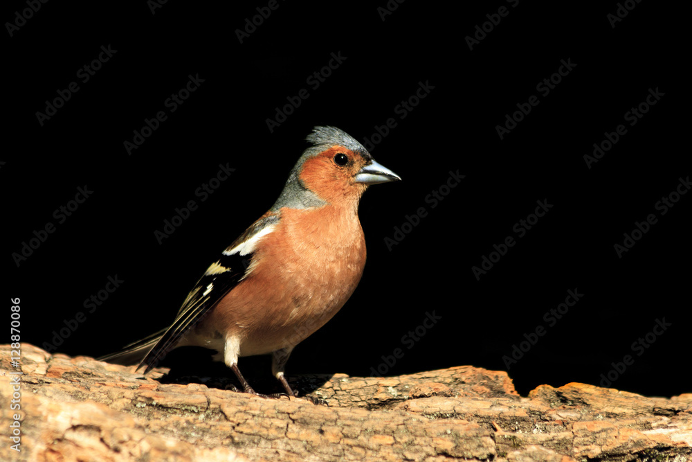 Common chaffinch sitting on a stump black background Common chaffinch sitting on a stump black background