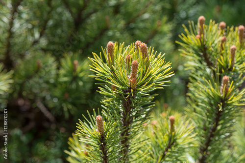 Branch of pine in the spring
