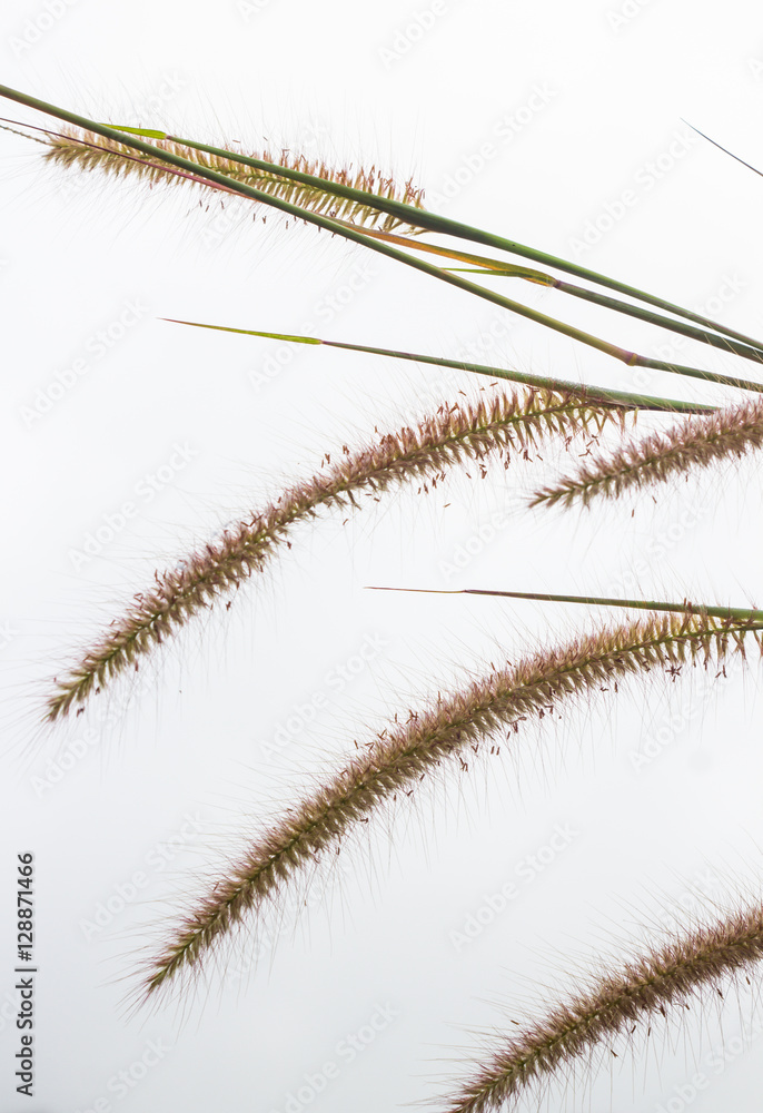 The grass in the morning sky and refreshing. The grass in the morning sky and refreshing.