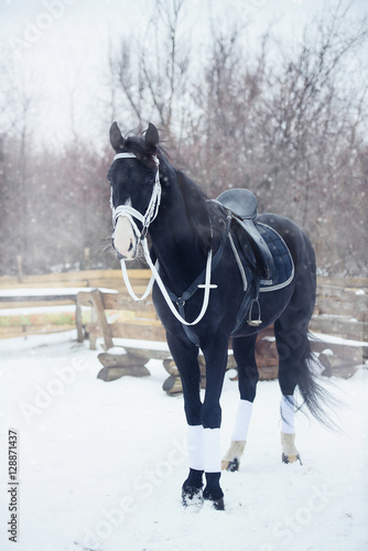 beautiful black horse in winter