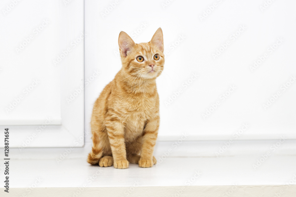 kitten on a window sill