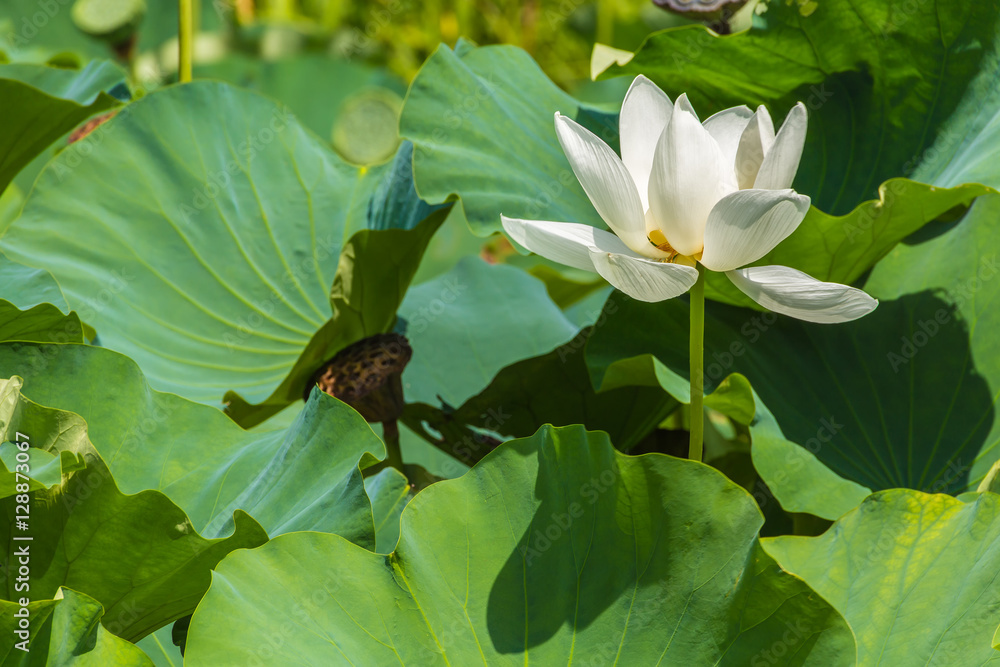 The Lotus Flower.Background is the lotus leaf.The place of shooting is