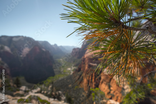 Close up of branch of pine tree with Zion National Park on the background  USA