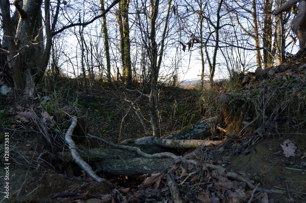 Stump and old branches