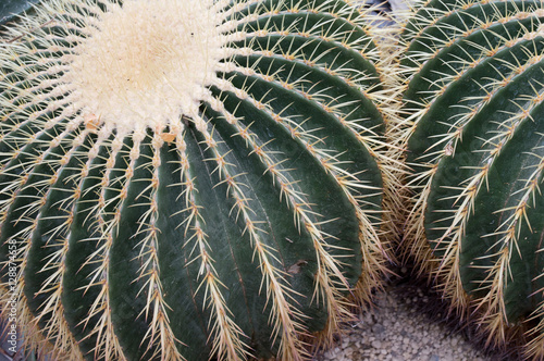 Golden Barrel Cactus photo